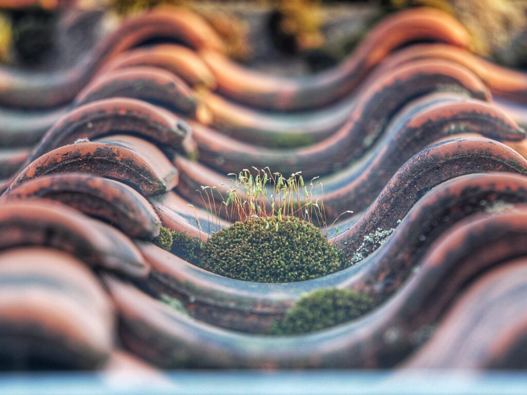 roof cleaning