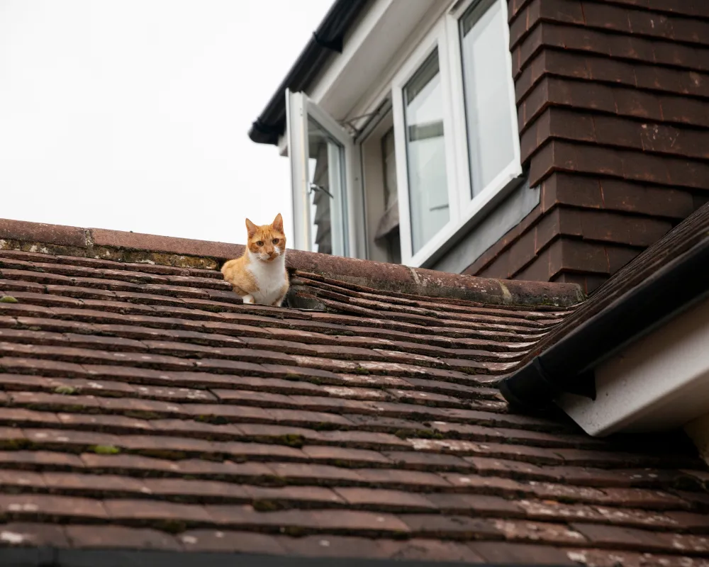 How Long Does a Roof Last in Canada?