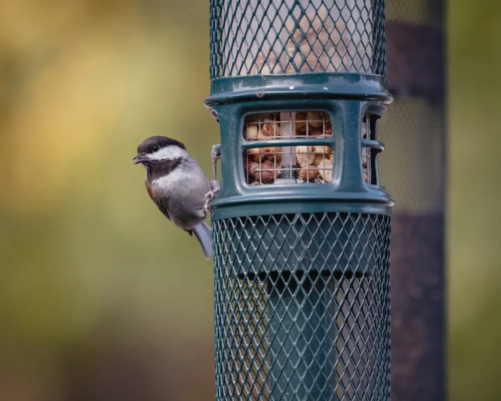 how to keep birds from nesting under roof canada