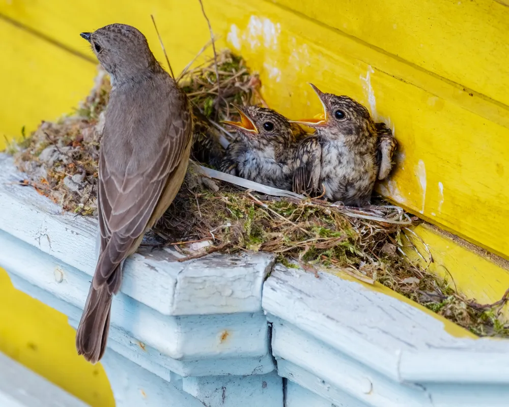 How to Keep Birds from Nesting Under Your Roof