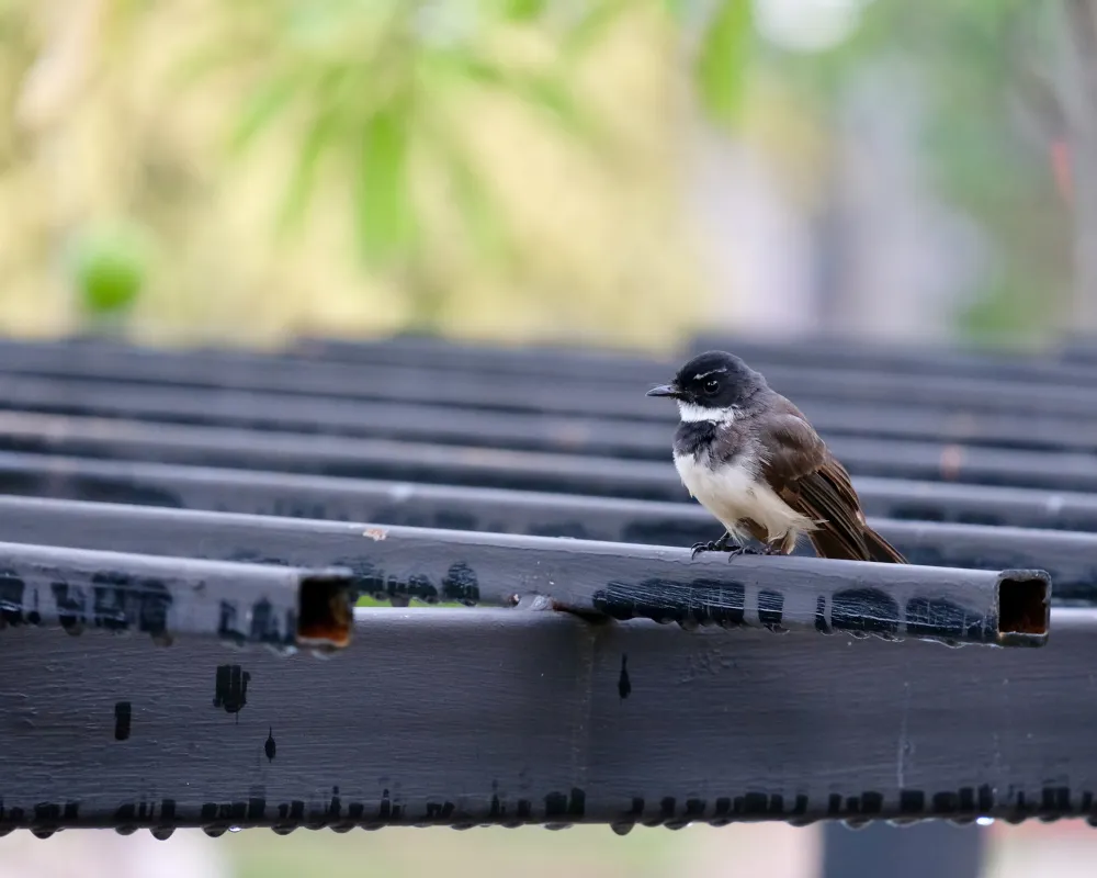 how to keep birds from nesting under your roof