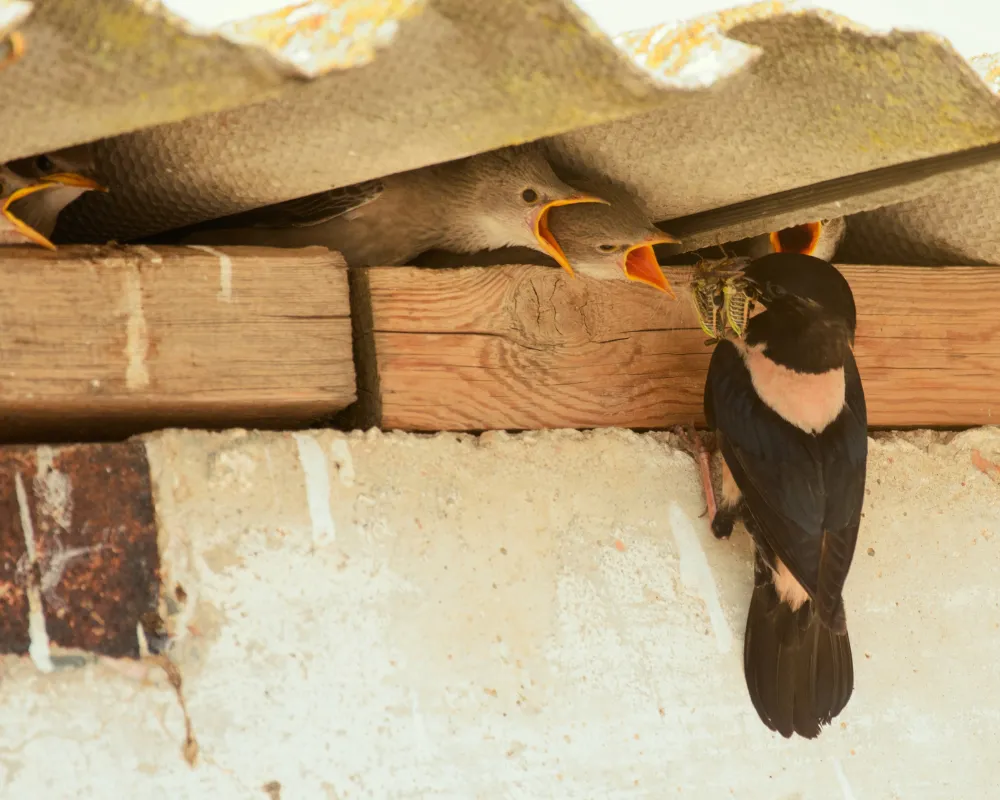 keep birds from nesting under your roof